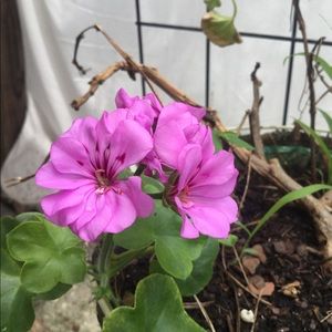 Meet your Posher, Bella